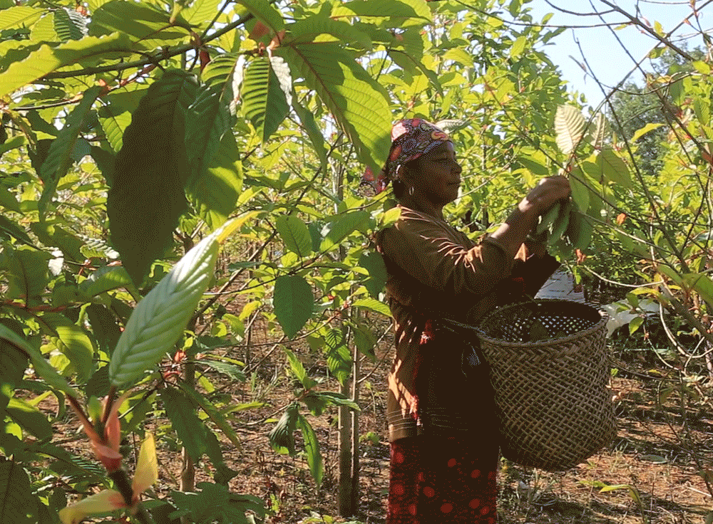 Harvesting kratom in West Borneo