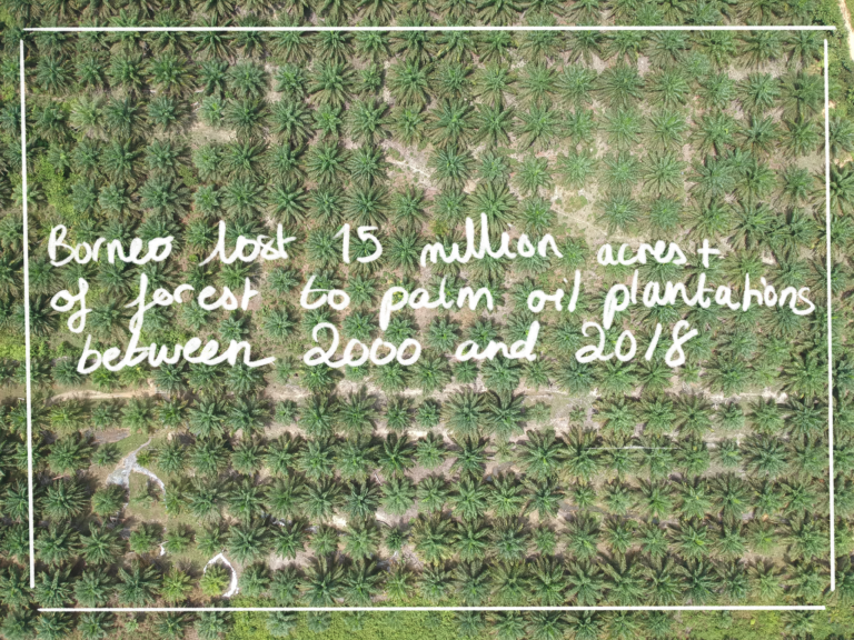 Palm Oil Field