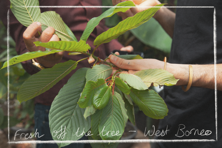 Freshly Grown Kratom Leaves