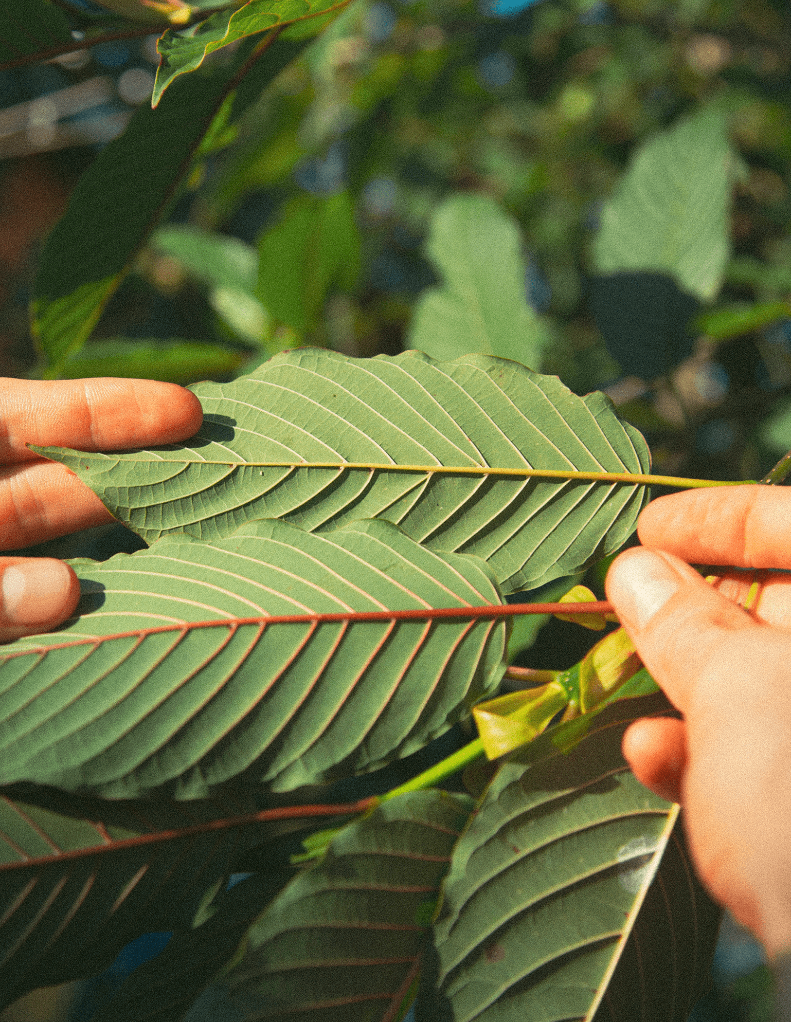 Jaya founder standing among kratom trees