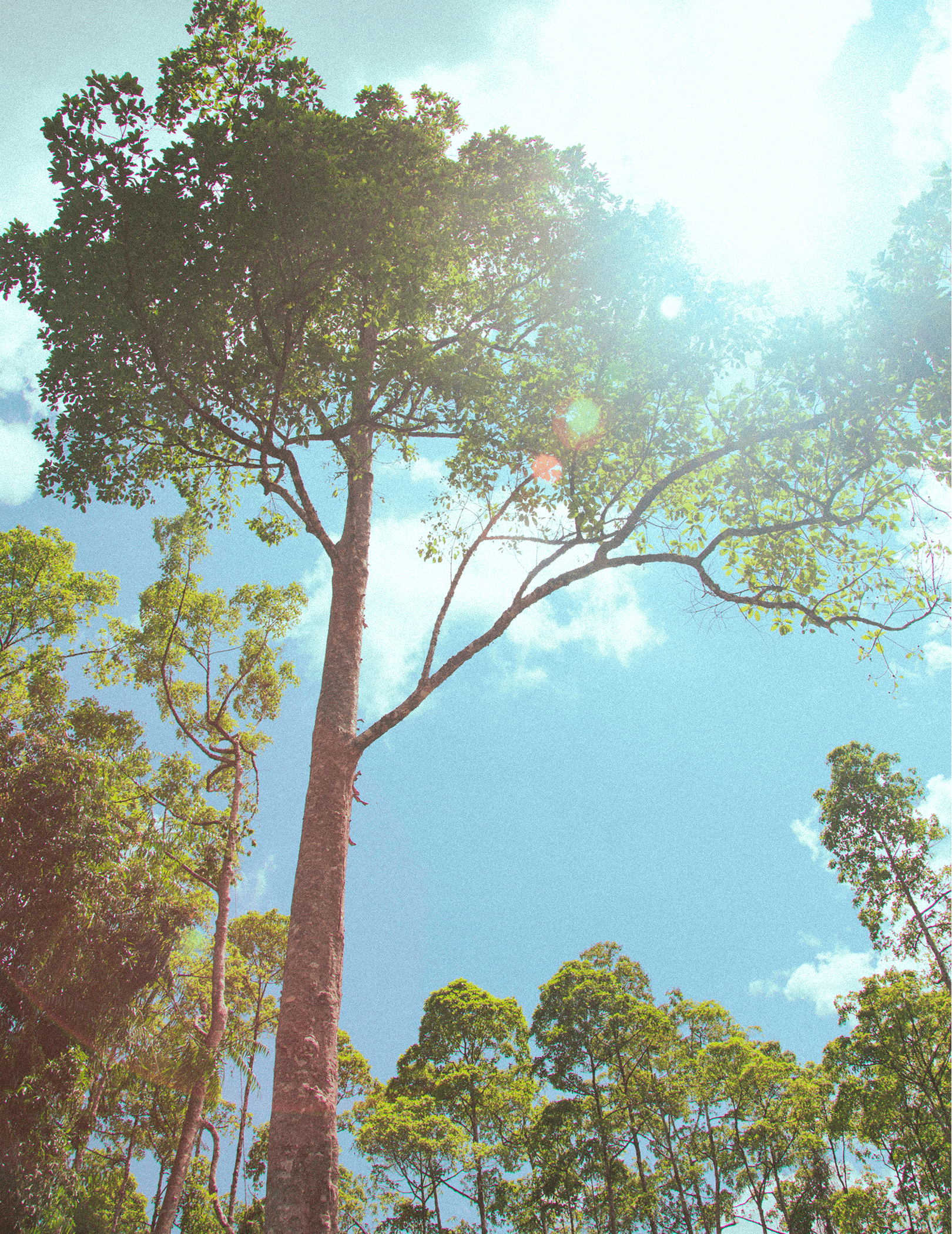 Wild kratom forest in Borneo