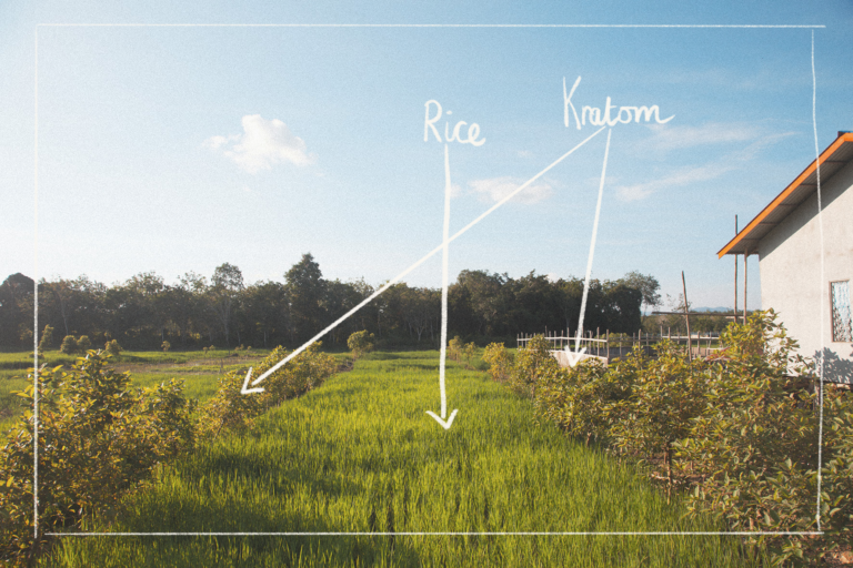 Sustainable Kratom & Rice Harvesting