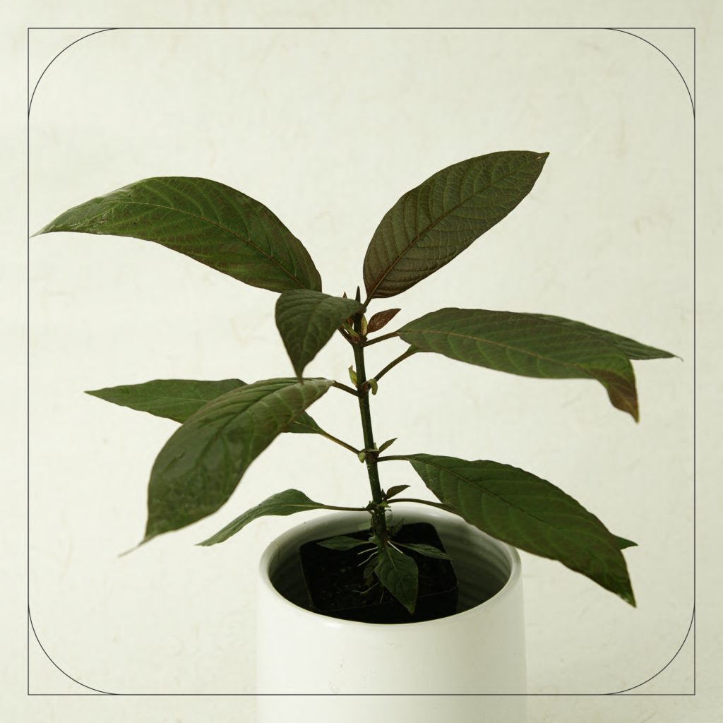 6 month old kratom seedling